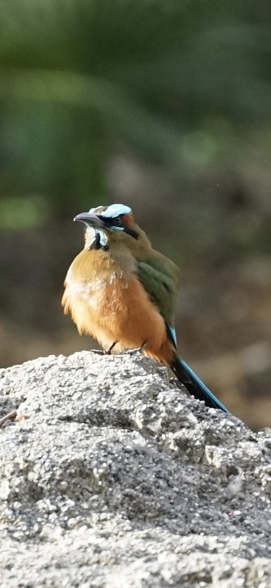 Turquoise-browed Motmot - ML658372728