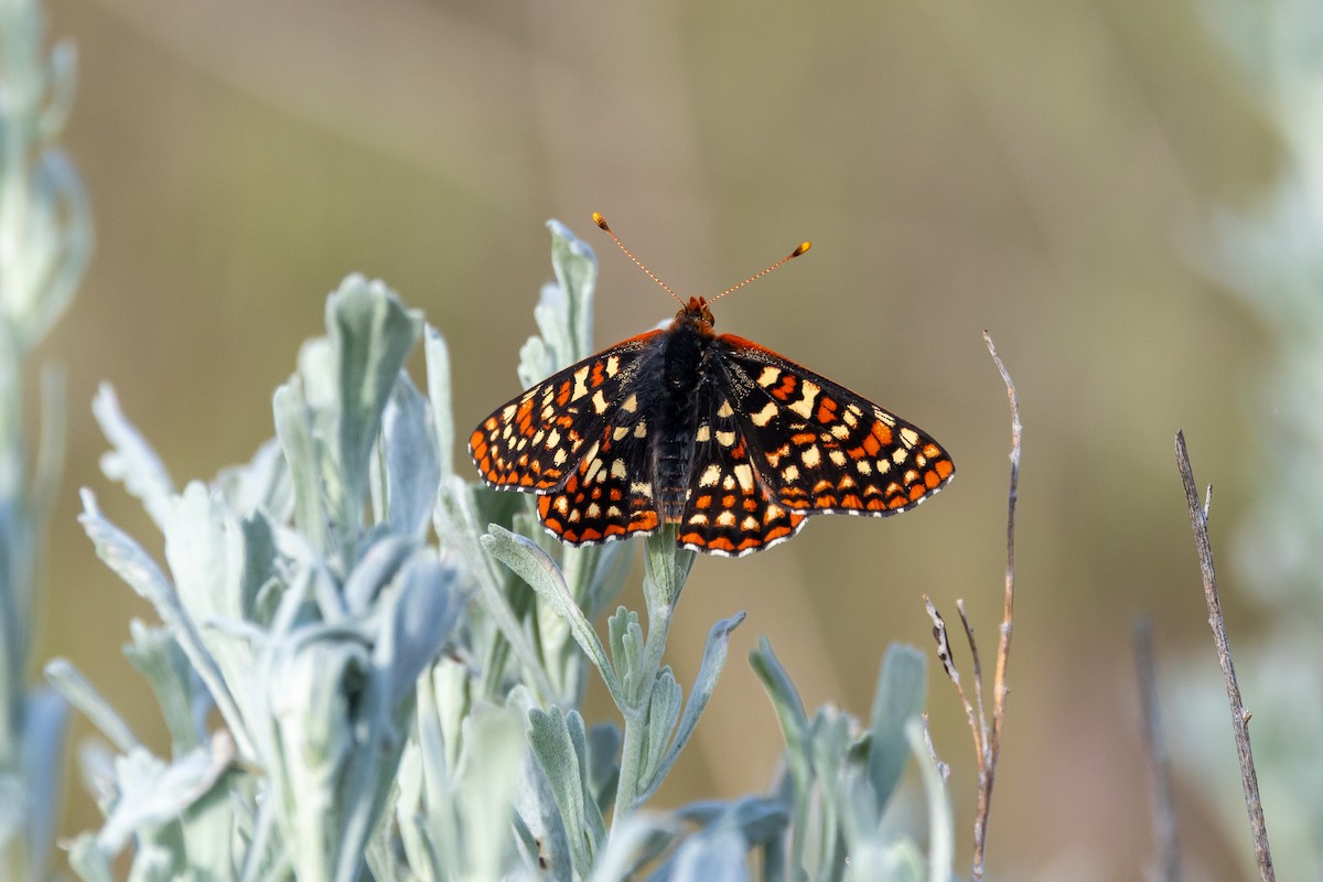Edith's Checkerspot - ML658373129