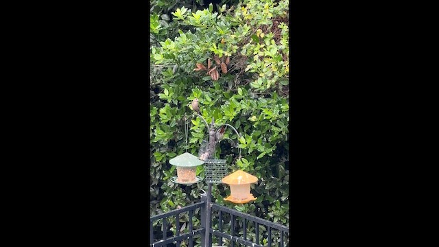Katzenspottdrossel - ML658376846