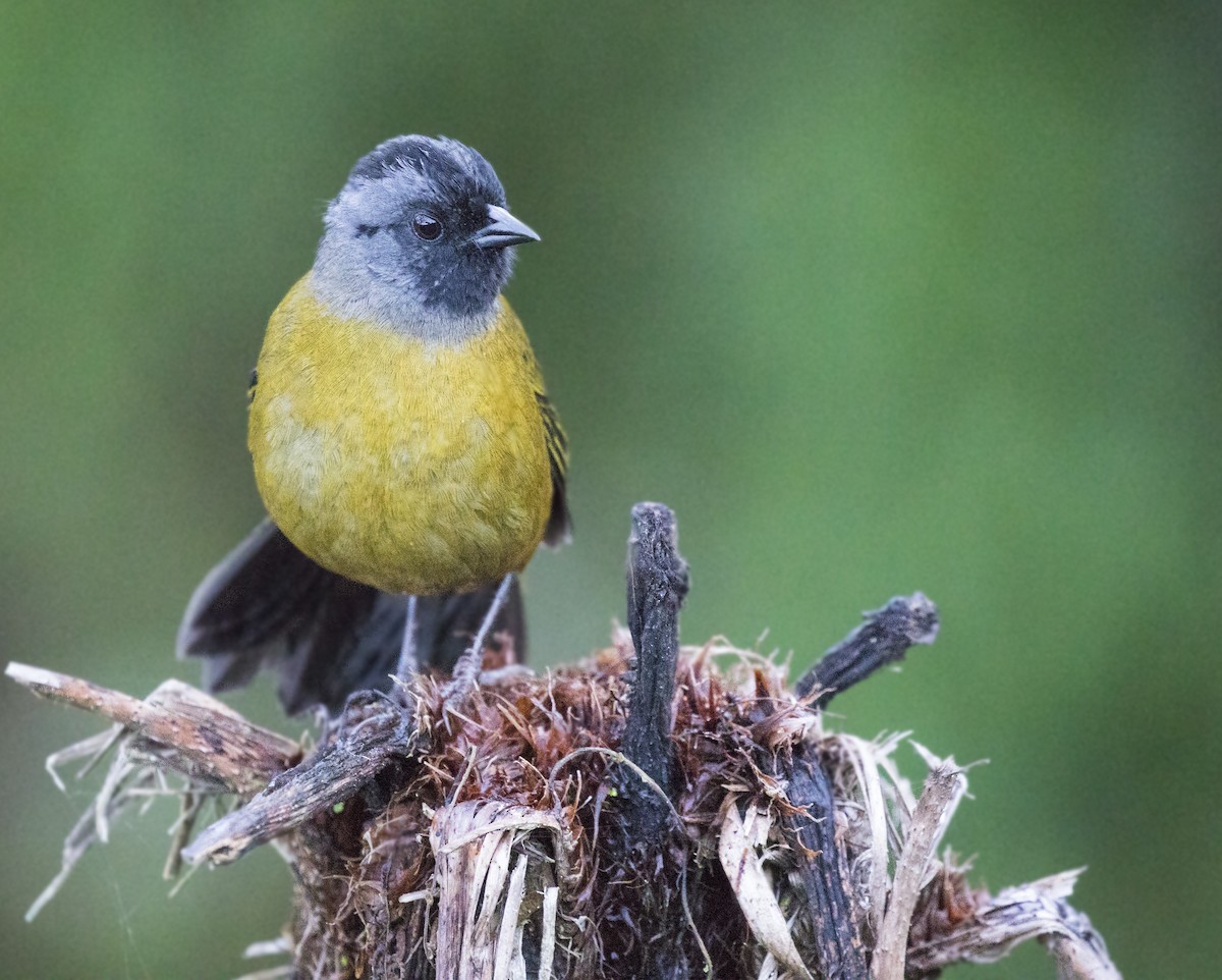 Large-footed Finch - Anonymous