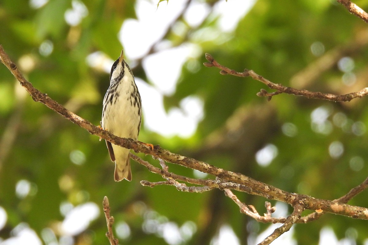 Blackpoll Warbler - ML658379775