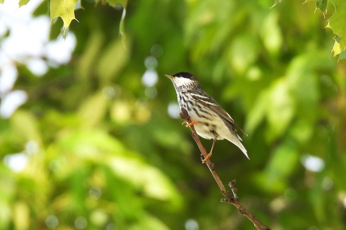 Blackpoll Warbler - ML658379806