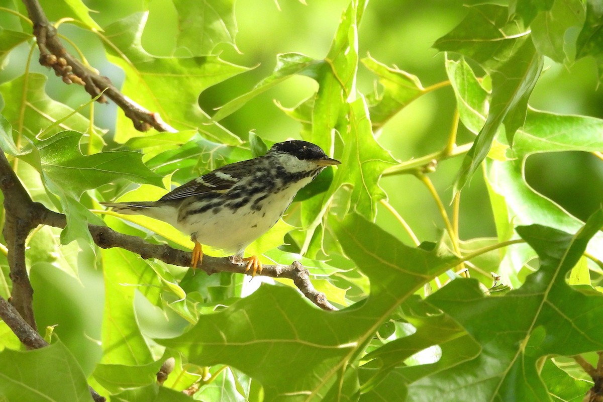 Blackpoll Warbler - ML658379862
