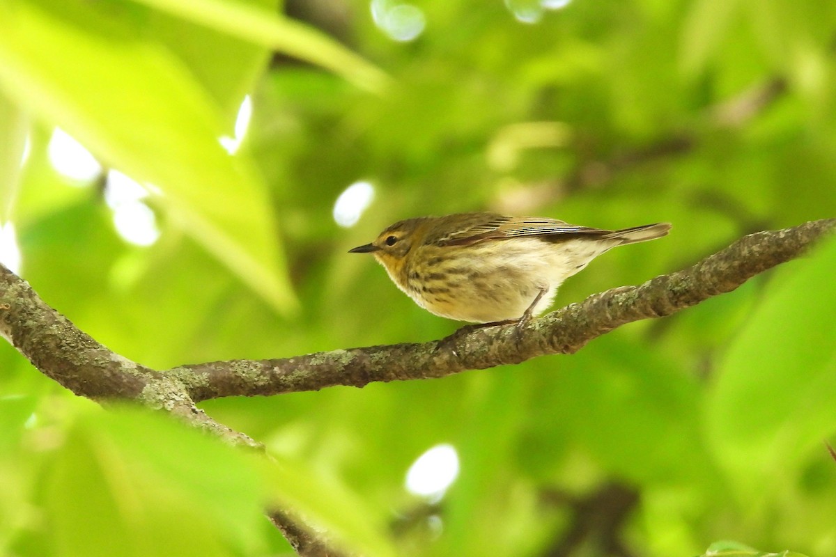 Cape May Warbler - ML658379974