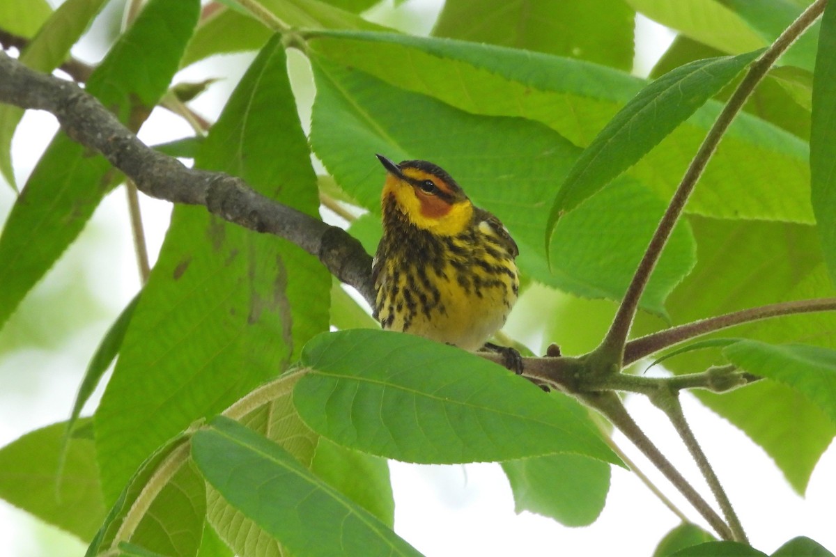 Cape May Warbler - ML658380045