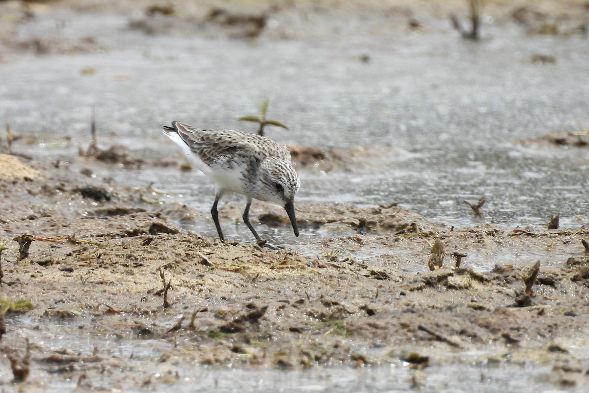 Semipalmated Sandpiper - ML658380257