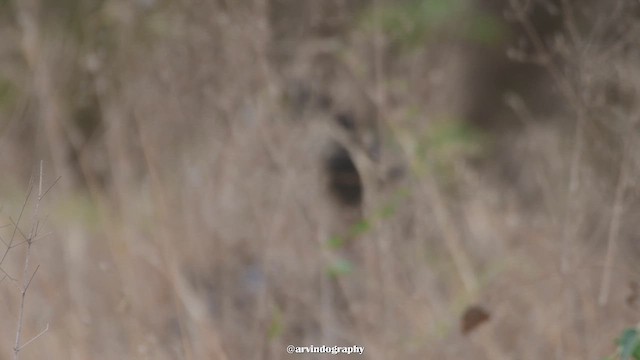 Peregrine Falcon (Shaheen) - ML658380268
