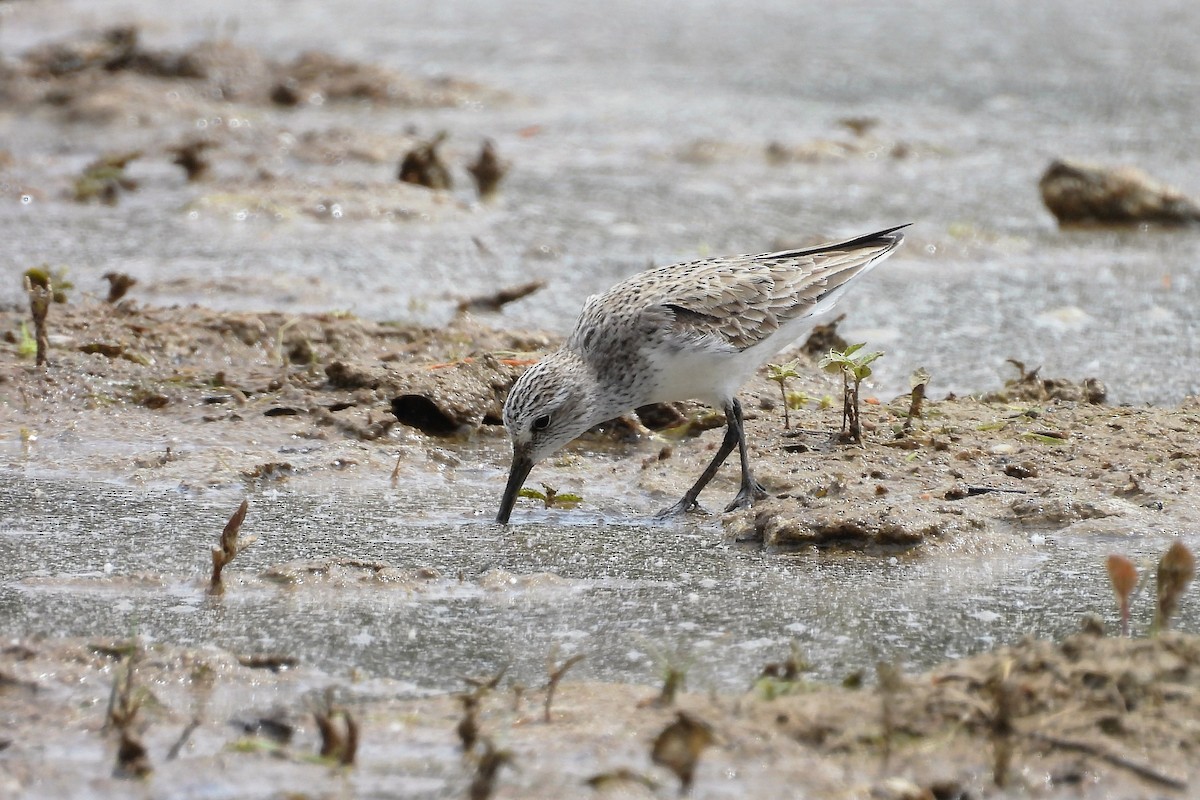 Semipalmated Sandpiper - ML658380282