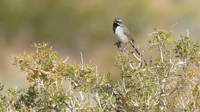 Black-throated Sparrow - ML658381979