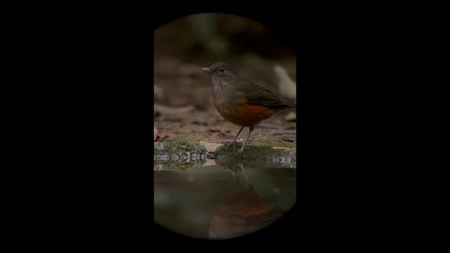 Rufous-bellied Thrush - ML658383230