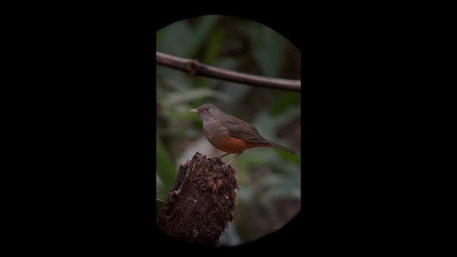 Rufous-bellied Thrush - ML658383231