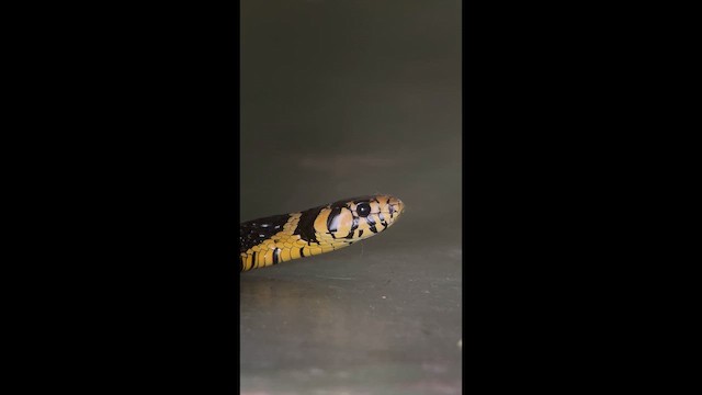 Chicken Snake - ML658385036
