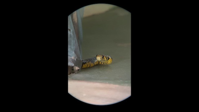 Chicken Snake - ML658385043