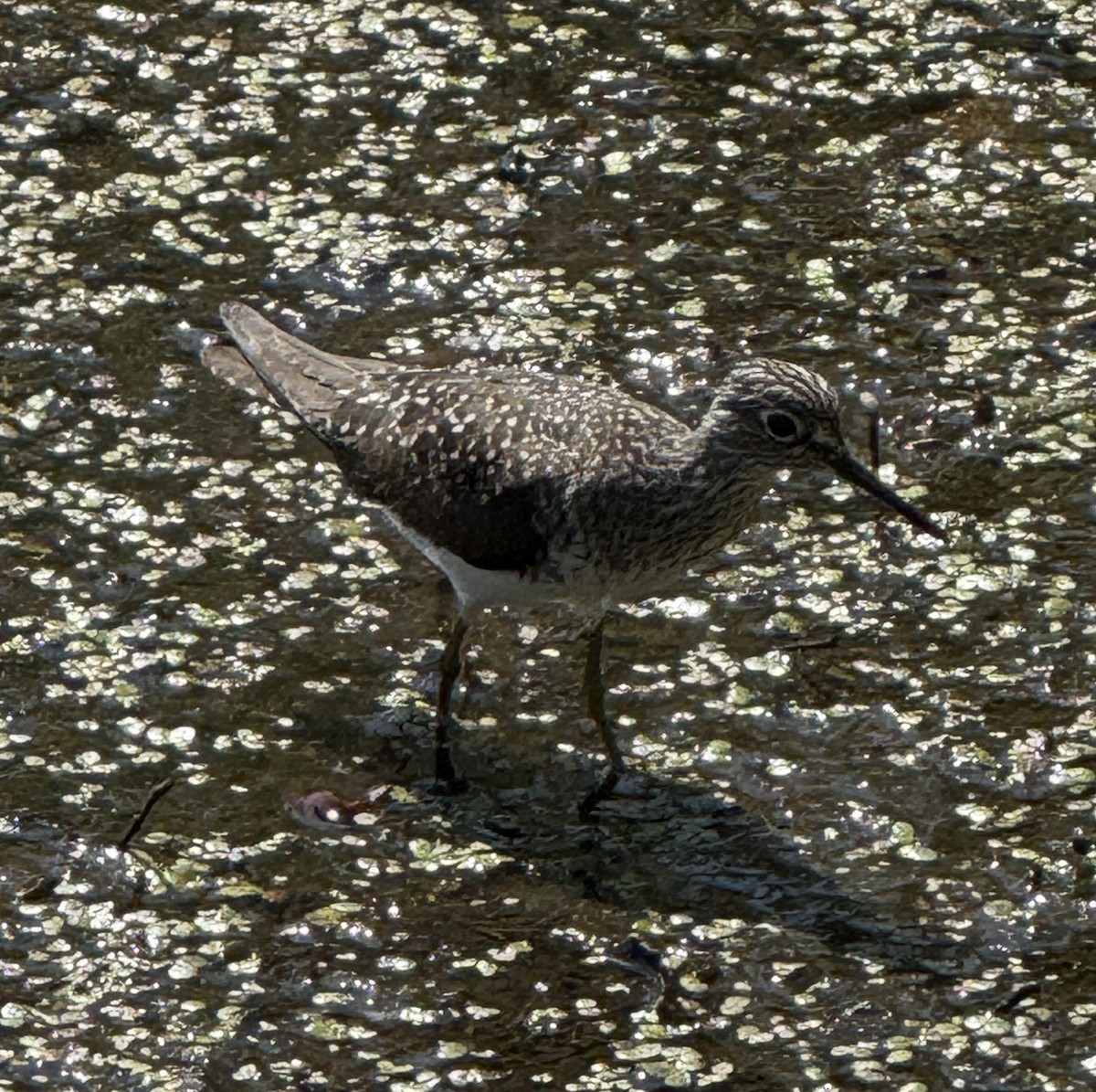 Solitary Sandpiper - ML658385619