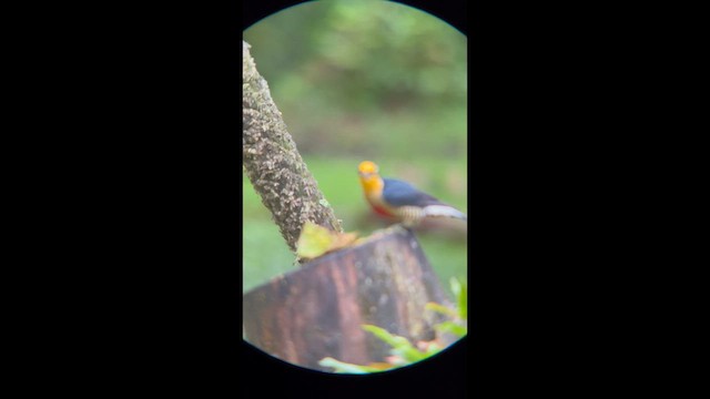 Yellow-fronted Woodpecker - ML658386008