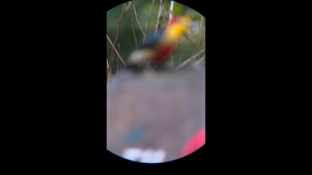 Yellow-fronted Woodpecker - ML658386012
