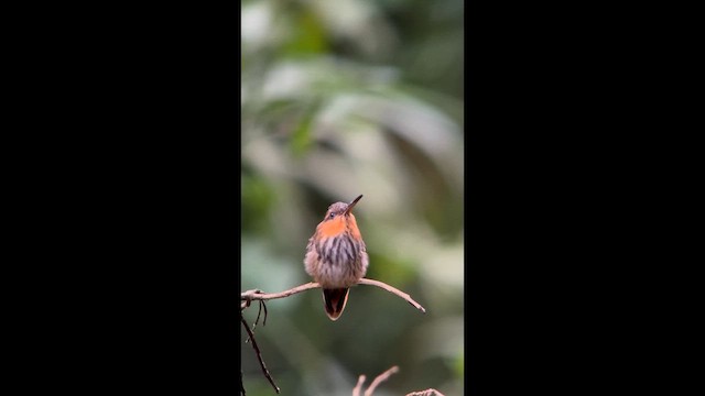 Saw-billed Hermit - ML658387341
