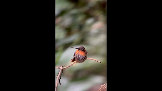 Saw-billed Hermit - ML658387342