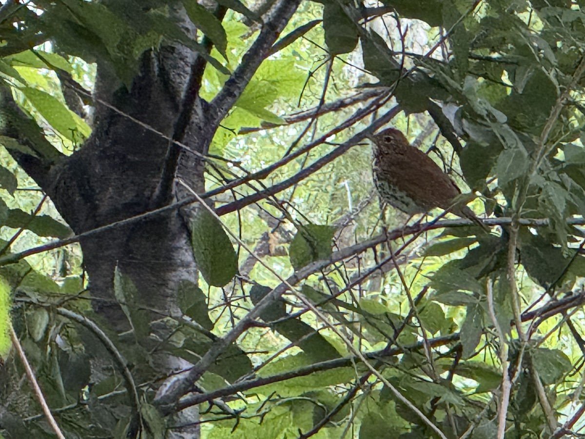 Wood Thrush - ML658387531