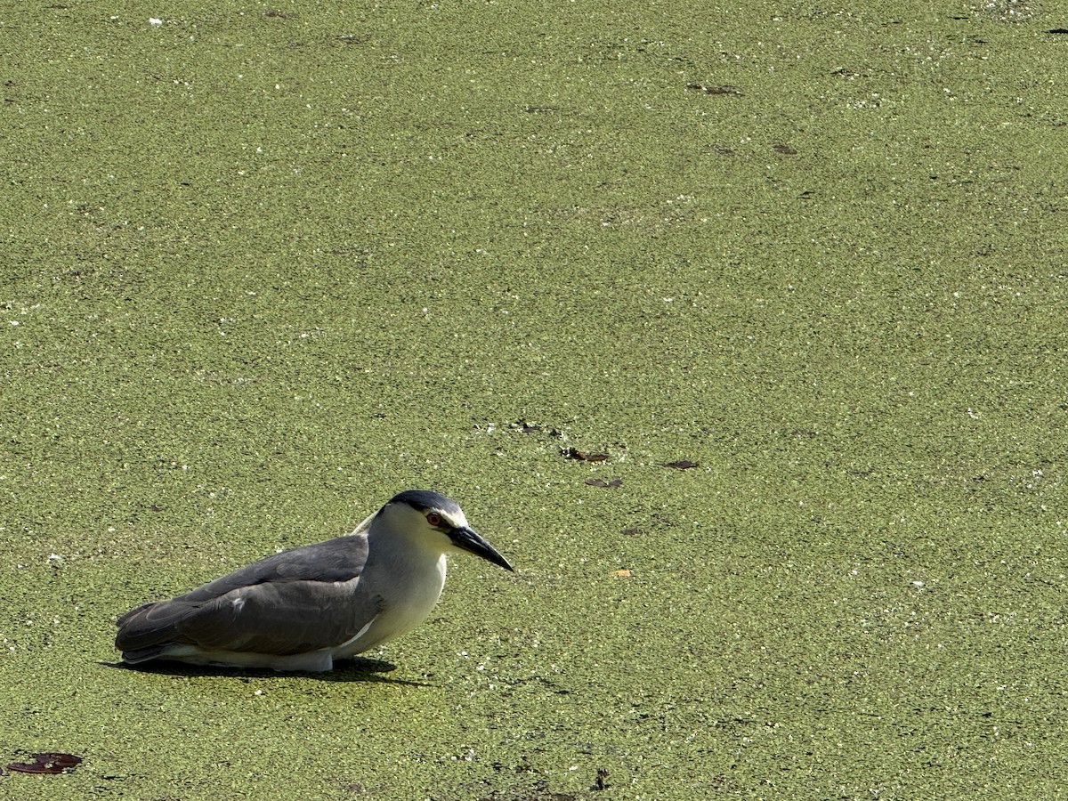 Black-crowned Night Heron - ML658388213