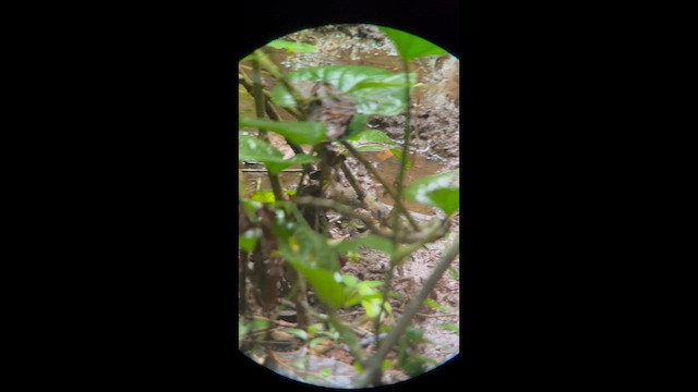 Uniform Crake - ML658388360