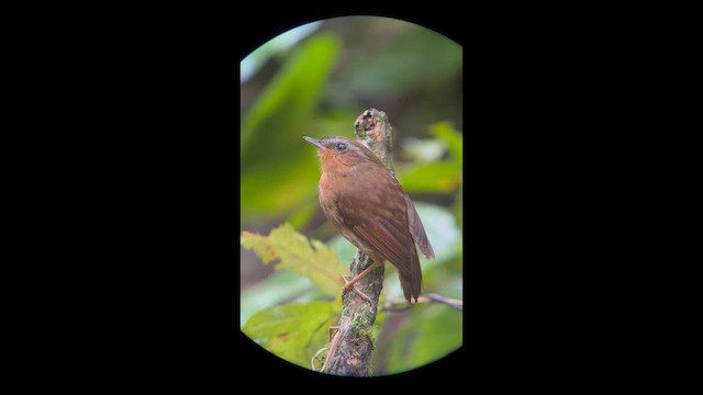 Rufous Gnateater - ML658389616