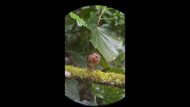 Rufous Gnateater - ML658389617