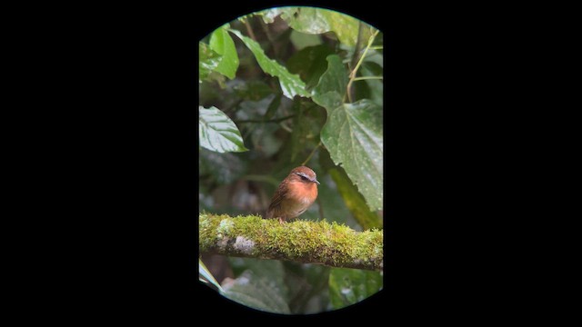 Rufous Gnateater - ML658389626