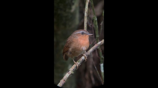 Rufous Gnateater - ML658389627