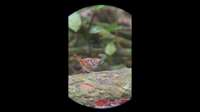 Squamate Antbird - ML658389828