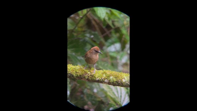 White-shouldered Fire-eye - ML658390148