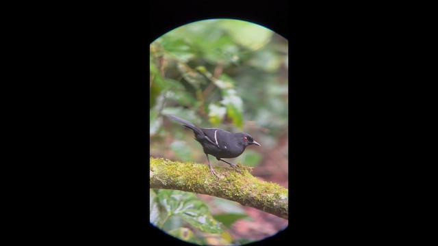 White-shouldered Fire-eye - ML658390151