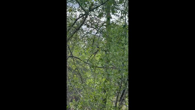 Katzenspottdrossel - ML658390257