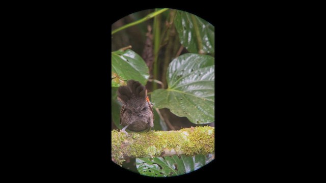 Tufted Antshrike - ML658390557