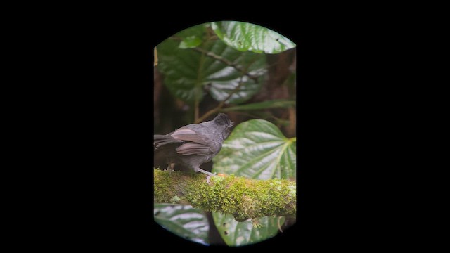 Tufted Antshrike - ML658390564