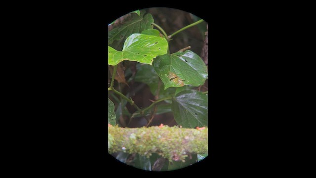 Tufted Antshrike - ML658390565