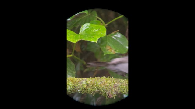 Tufted Antshrike - ML658390568
