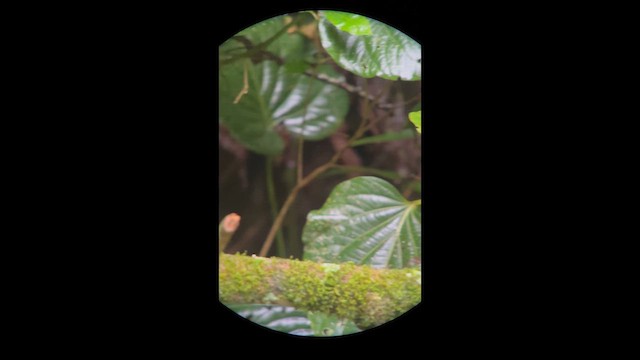 Tufted Antshrike - ML658390569