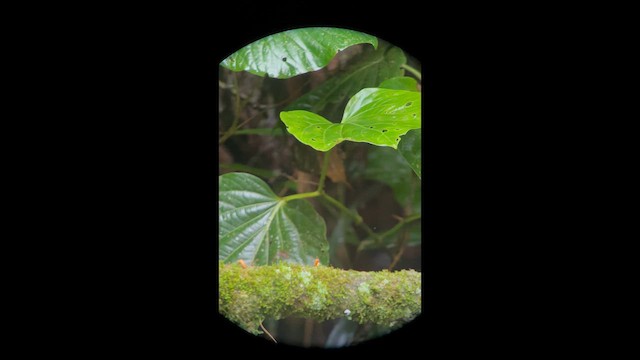 Tufted Antshrike - ML658390574