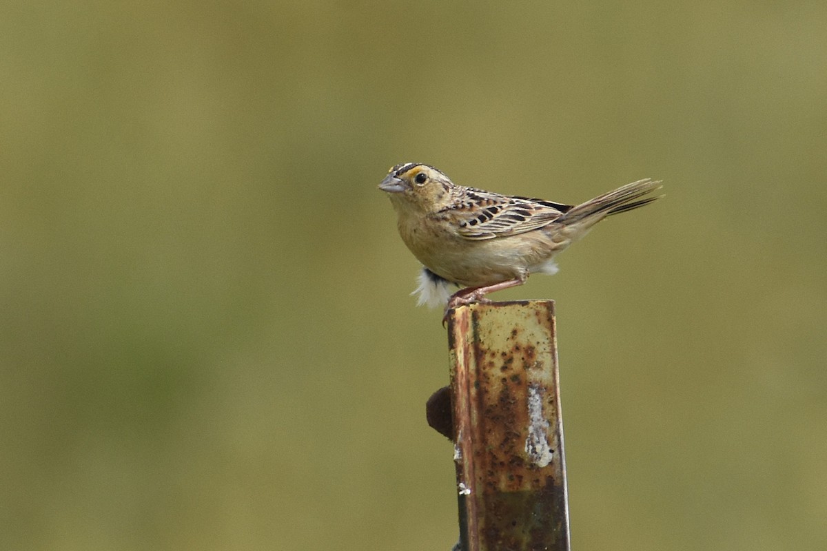 eBird Checklist - 24 May 2026 - Berryhill Rd. - 12 species