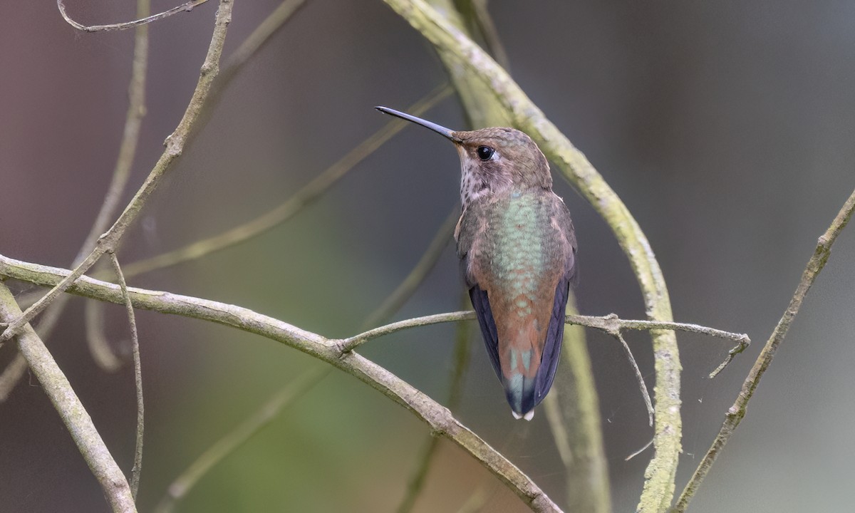Colibri d'Allen - ML658391886