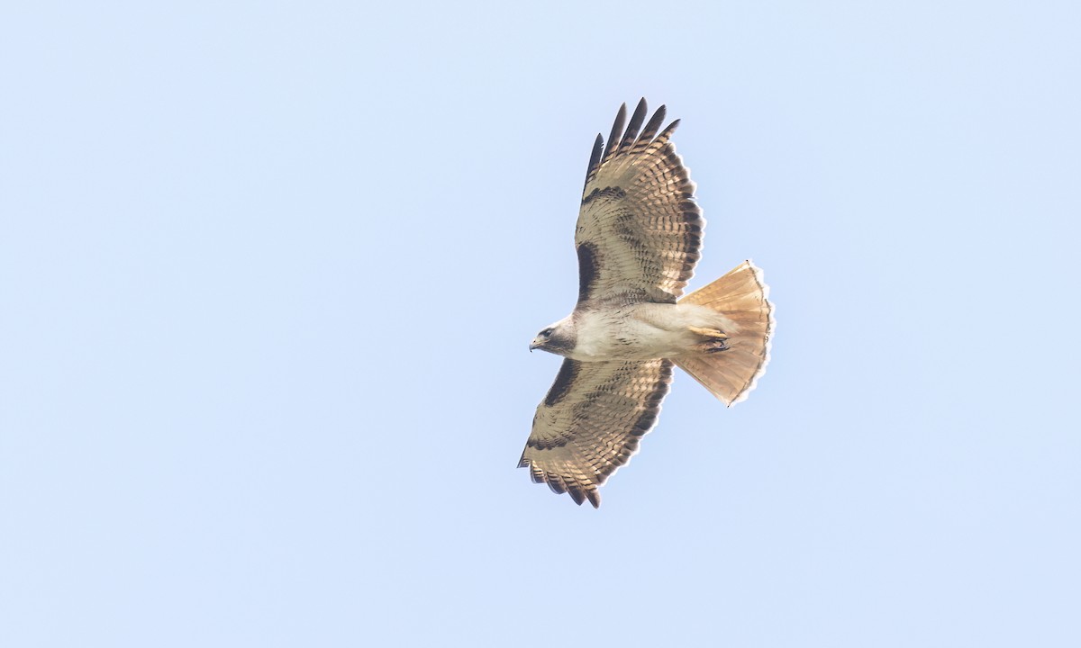 Buse à queue rousse (calurus/alascensis) - ML658392126