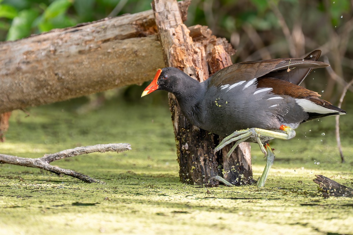 Common Gallinule - ML658392133