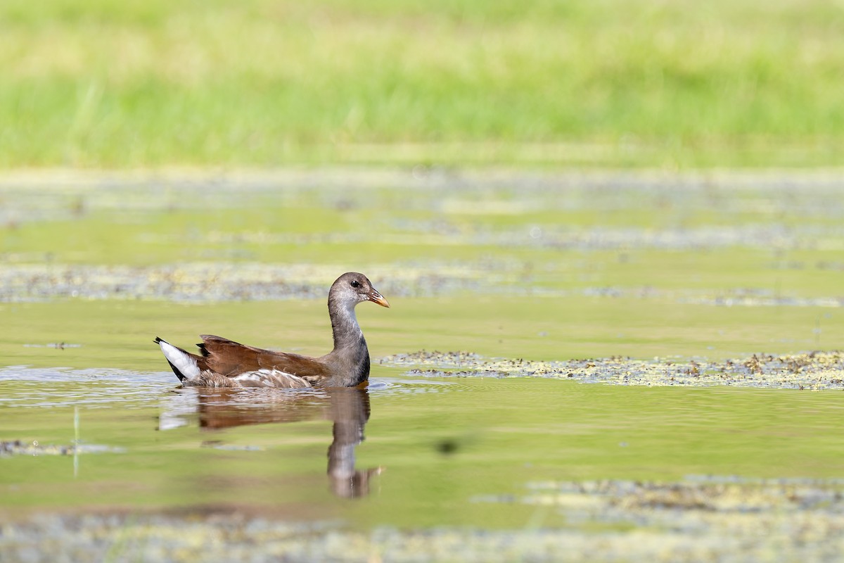 Common Gallinule - ML658392134