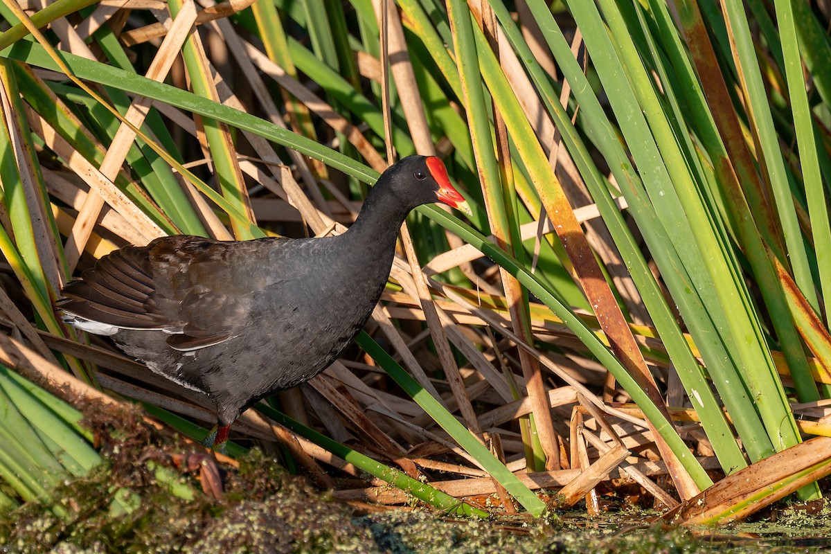Common Gallinule - ML658392135