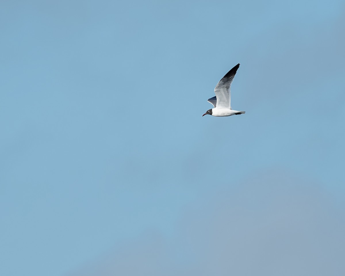 Laughing Gull - ML658392141