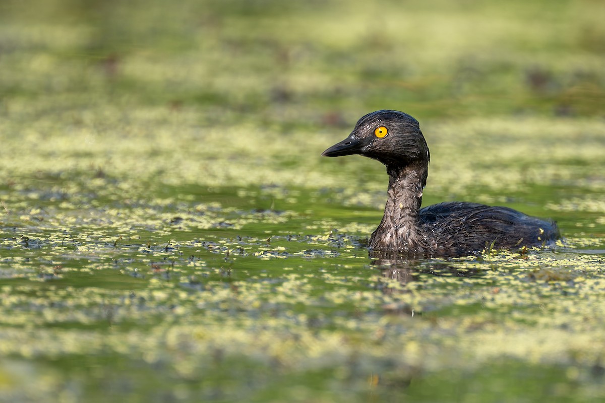 Least Grebe - ML658392168