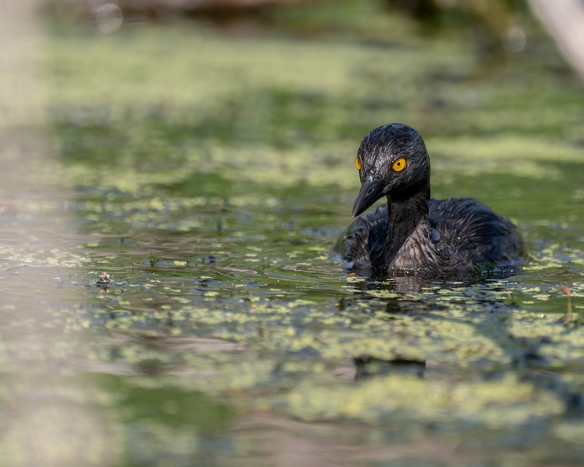 Least Grebe - ML658392169