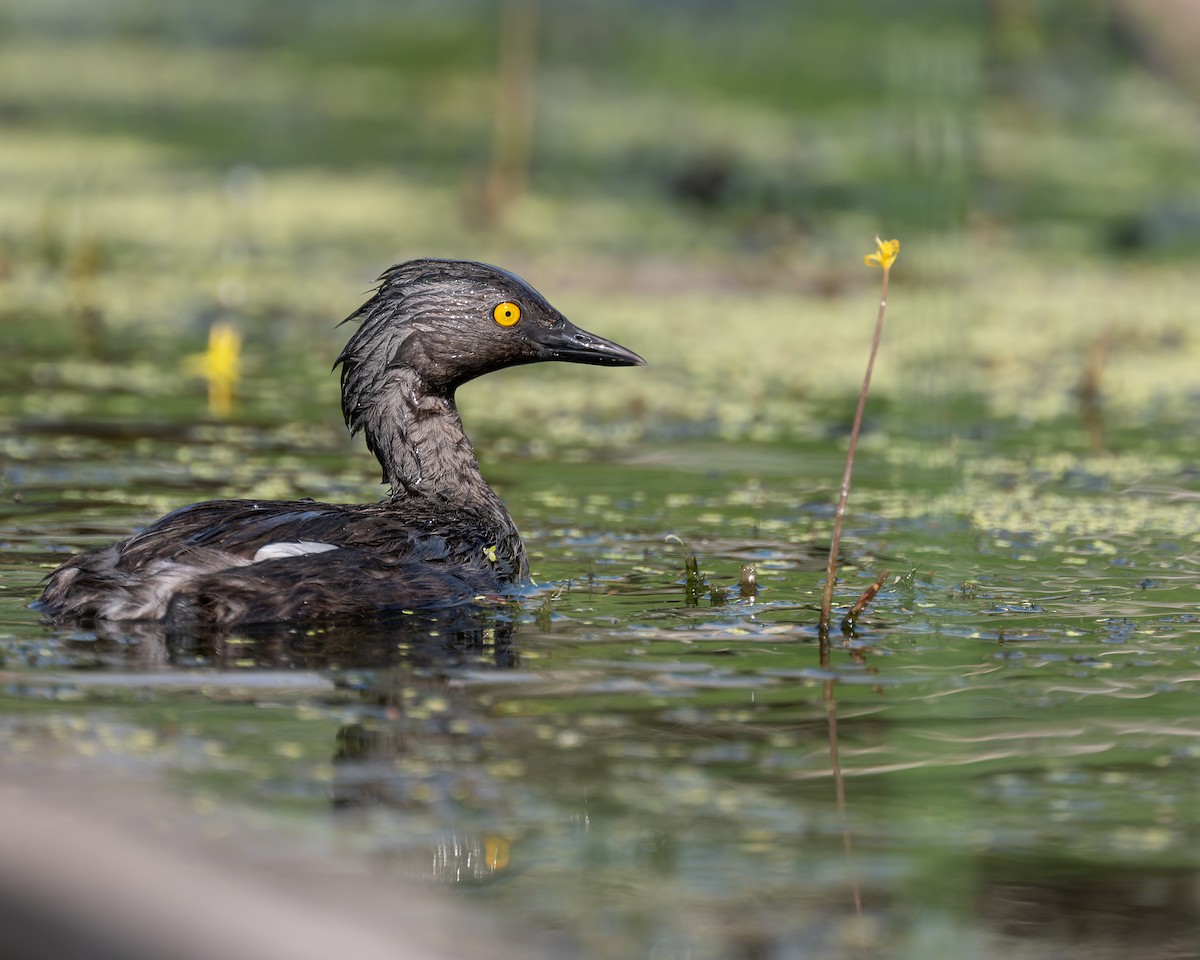 Least Grebe - ML658392170