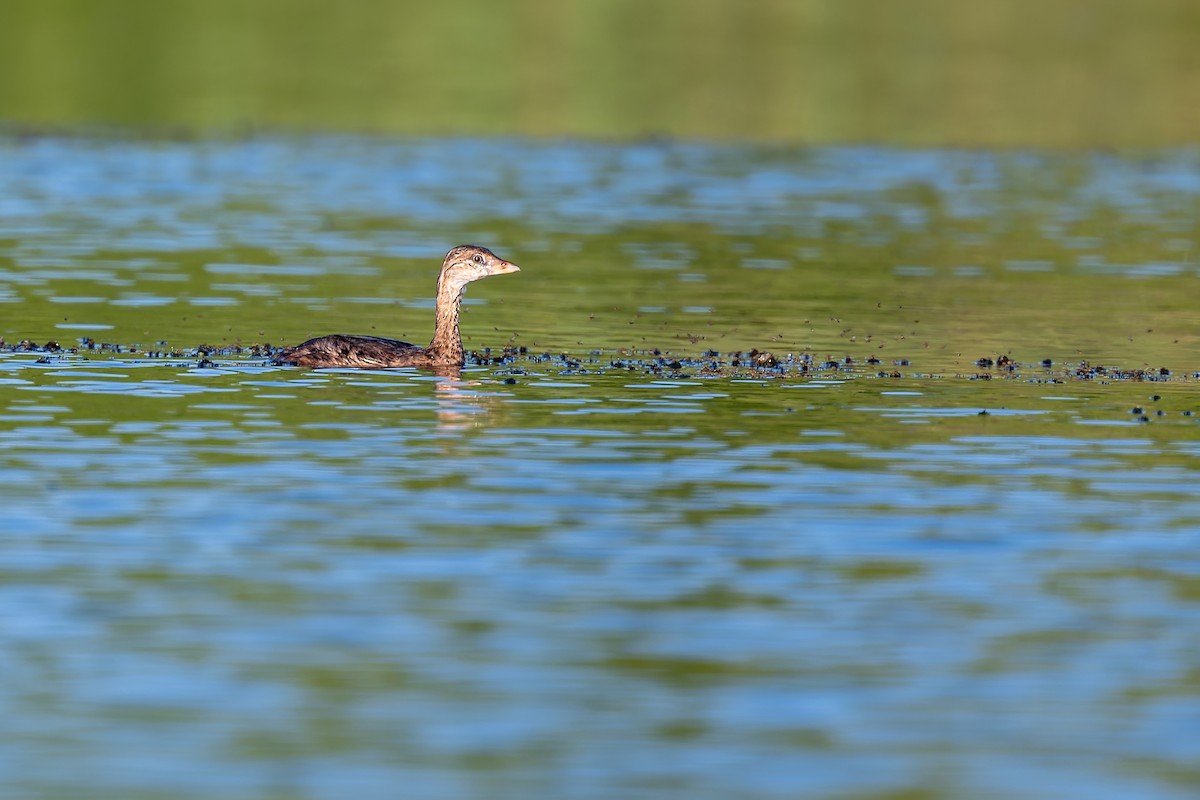 Pied-billed Grebe - ML658392221